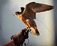 Planet des Lebens [DVD], 5