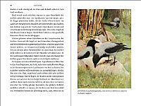 Krähen - Ein Portrait, 4