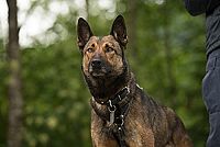 Max - Agent auf vier Pfoten [Blu-ray], 1