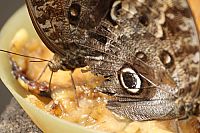 Faszination Amazonas - Südamerika [Blu-ray], 9