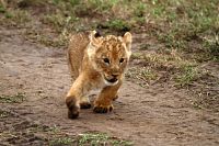 Wundervolles Afrika [Blu-ray 3D], 6