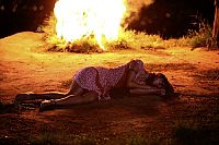 Elite Squad [DVD], 3