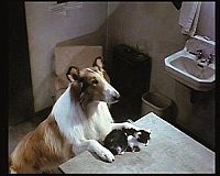 Die schönsten Hundefilme [DVD], 6