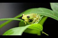 Die schwimmenden Gärten von Phantasia [Blu-ray], 1