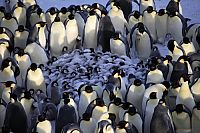 Pinguine hautnah [DVD], 7