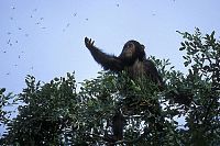 Chimpanzés [Blu-ray], 8