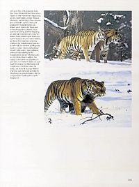 Faszinierende Welt der Wildkatzen, 1