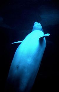 La planète blanche [Blu-ray], 4