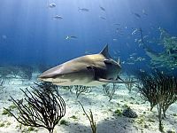 Tauchen - Faszinierende Unterwasserwelten [DVD], 9