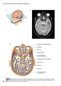 Handbuch Anatomie - Bau und Funktion des menschlichen Körpers, 2