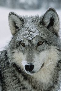 Leben mit Wölfen [DVD], 4