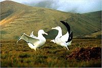 Le Peuple Migrateur [DVD], 4