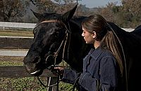 American Black Beauty [DVD], 3