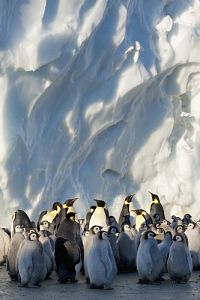 Frozen Planet - Eisige Welten, Die komplette ungekürzte Serie [DVD], 7