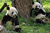 Der grosse Panda [DVD], 4