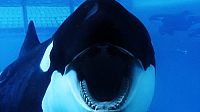 Blackfish (OmU) [DVD], 4