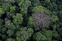 Das Geheimnis der Bäume  [DVD], 3