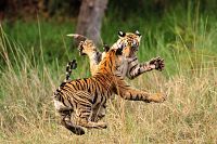 Le voyage de la vie [Blu-ray], 8