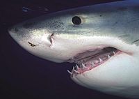 Haie hautnah [Blu-ray], 6