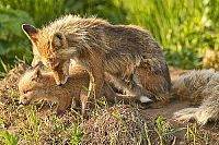 Alaska - Spirit Of The Wild IMAX [Blu-ray], 5