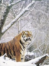 Faszinierende Welt der Wildkatzen, 2