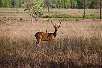 Indien - Auf den Spuren des Tigers [Blu-ray 3D], 8