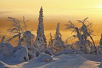 Frozen Planet - Eisige Welten, Die komplette ungekürzte Serie [DVD], 3