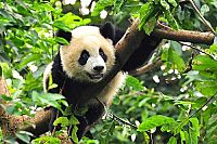 Der grosse Panda [DVD], 3