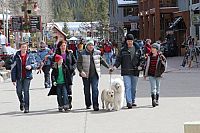 Ein Hund rettet die Weihnachtsferien [DVD], 5