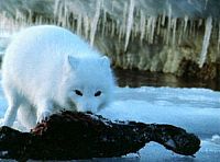 Ultimate Wildlife Vol. 7: Kälte & Primaten [DVD], 2