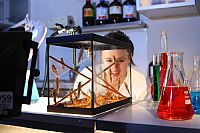 Big Bugs 3D - Kleine Krabbler ganz groß [Blu-ray 3D], 3