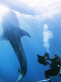 Big Mouth - Mein Freund der Walhai  [Blu-ray 3D], 1