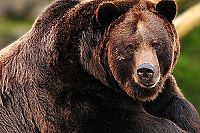 Seen on IMAX 3D: Bären - Magie in der Wildnis [DVD], 2