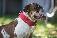 Ein Hund rettet Ostern  [DVD], 4