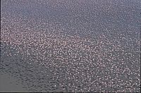 Kalahari - Afrikas paradiesische Wüste [DVD], 6