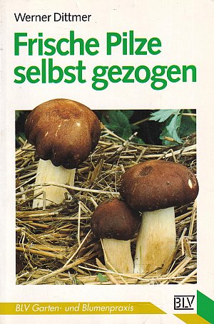 Frische Pilze selbst gezogen