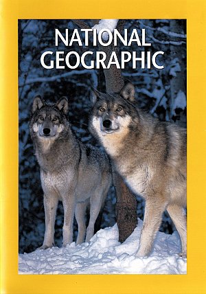 National Geographic - L'Epopée des loups de Yellowstone [DVD]