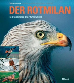 Der Rotmilan - Ein faszinierender Greifvogel