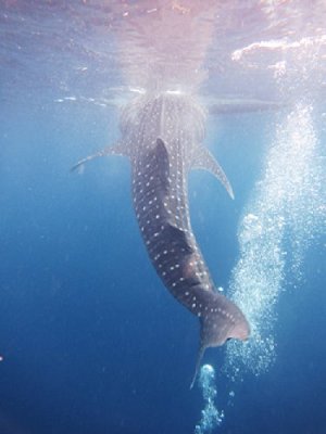 Big Mouth - Mein Freund der Walhai  [Blu-ray 3D]