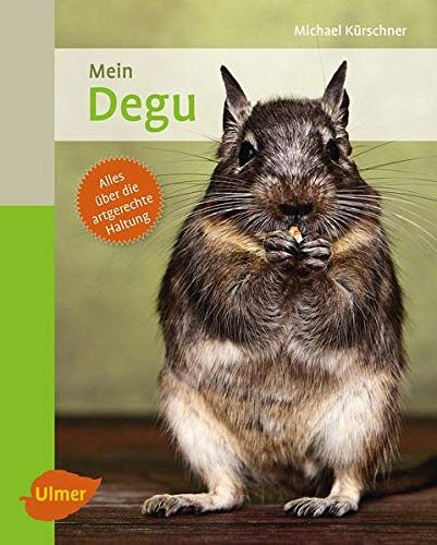 Mein Degu zu Hause