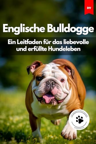 Englische Bulldogge