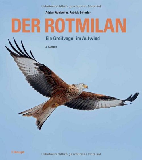 Der Rotmilan -  Ein Greifvogel im Aufwind