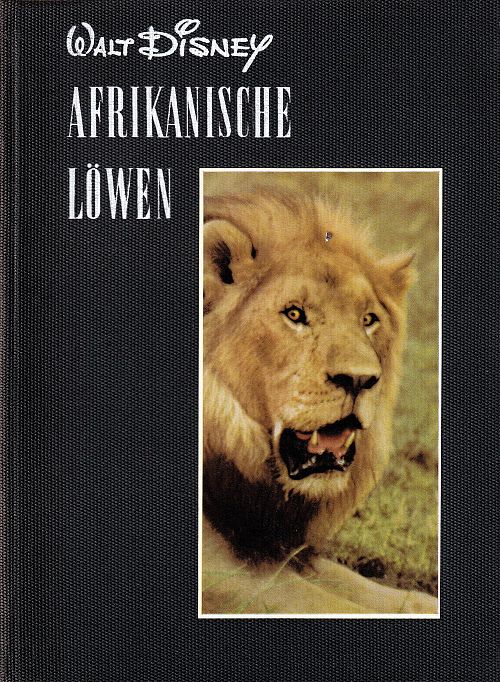 Afrikanische Löwen 