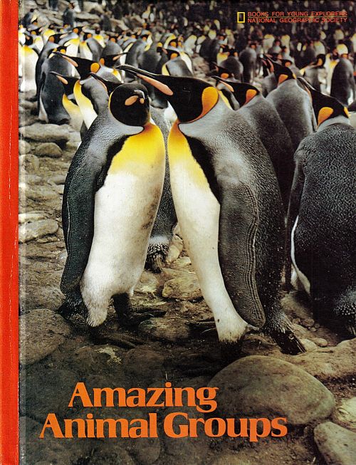 Amazing Animal Groups