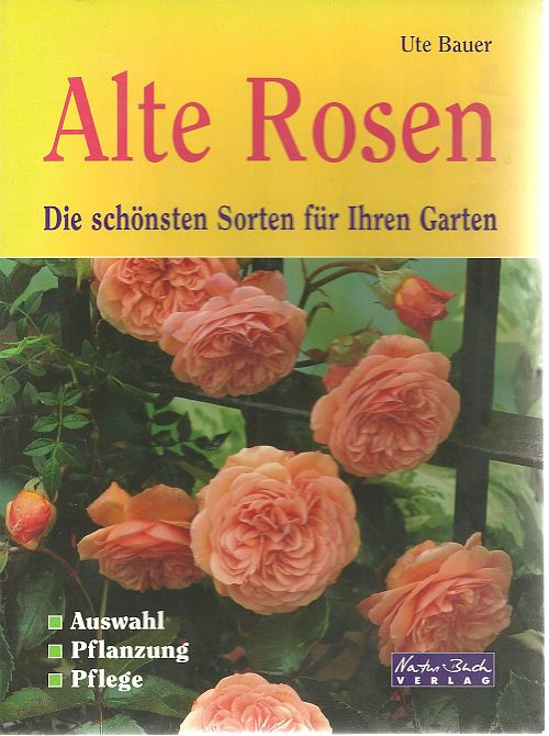 Alte Rosen