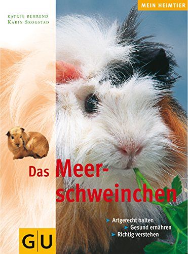 Meerschweinchen
