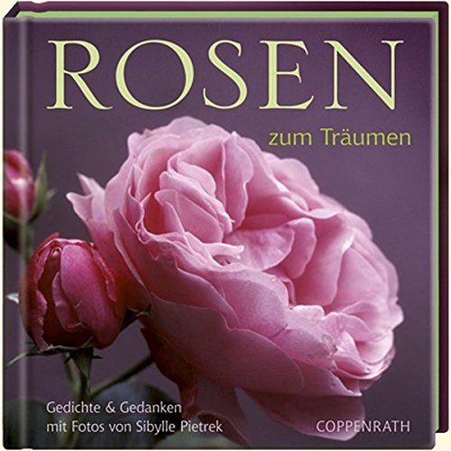 Rosen zum Träumen