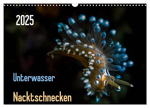 Unterwasser - Nacktschnecken 2025
