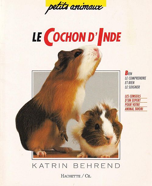 Le cochon d'Inde