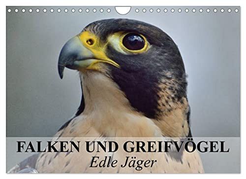 Falken und Greifvögel - Edle Jäger